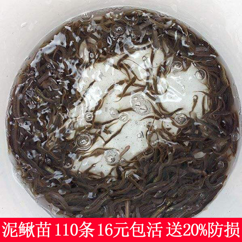 台湾小泥鳅苗鲜活体筏钓鱼类鹦鹉鳄乌龟饲饵料饲料喂宠物观赏淡水,宠物/宠物食品及用品,鱼,淘宝优惠券,粉丝福利购,淘宝优惠卷