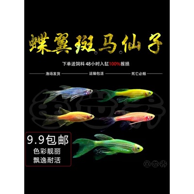 冷水观赏鱼长鳍长尾荧光精品蝶翼斑马鱼大号好养练新手淡水红绿灯