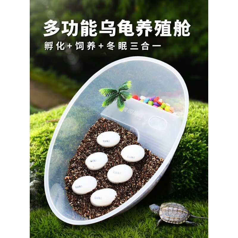 乌龟蛋可孵化小宠物草龟巴西龟活物孵化器箱乌龟缸儿童DIY套装盒