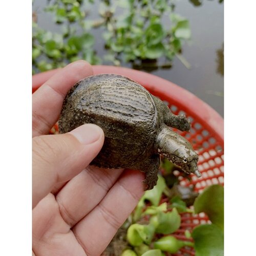 甲鱼活苗淡水甲鱼苗养殖外塘中华鳖苗水鱼王八团鱼鲜活小甲鱼苗子