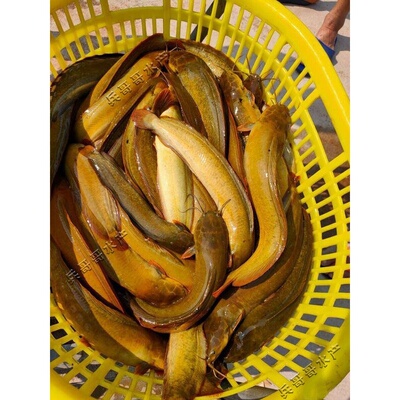 塘角鱼鱼苗淡水 养殖食用本地塘鲺鱼苗鲶鱼苗大全鱼苗批 发鲇鱼苗