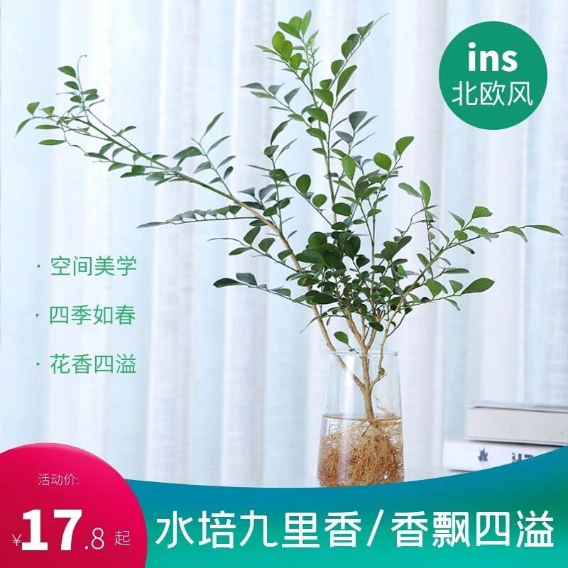 水培植物盆九SzdLpQ2o里盆栽景带根老桩绿香植室内花卉马蚊醉木驱