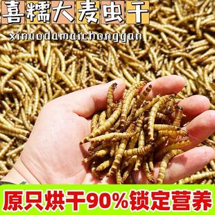 烘干大麦虫蛋白虫龙鱼饲料大面包虫干仓鼠龟罗汉血鹦鹉地图鱼粮食