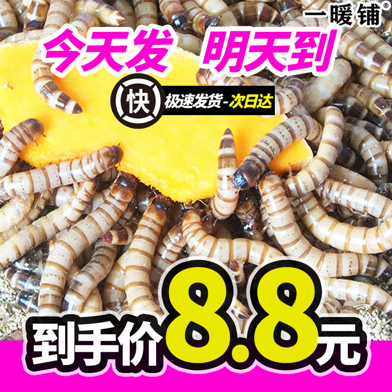 大麦虫成虫特价面包虫活虫蛋白虫黄粉虫钓鱼鸟食龙鱼守宫仓鼠饲料图片