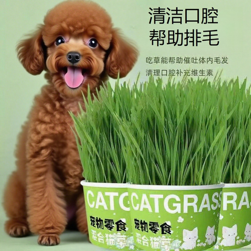 狗草犬用麦草狗狗专用草狗零食助消化化毛懒人无土狗草贪吃宠物草