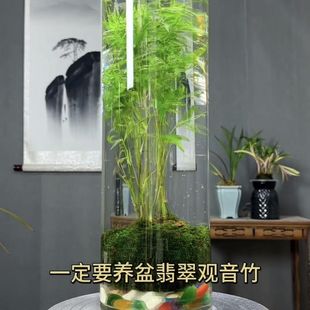 翡翠观音竹水培款 鱼缸可养鱼 苔藓球书房米竹绿植竹子室内立式