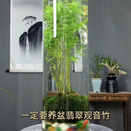 翡翠观音竹水培款苔藓球书房米竹绿植竹子室内立式鱼缸可养鱼