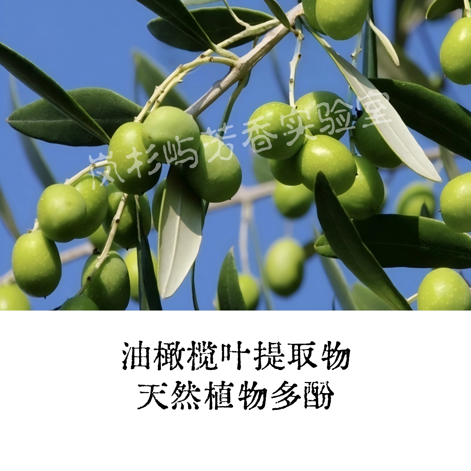 天然油橄榄叶提取物油橄榄苦苷滋润修护安抚舒缓DIY护肤原料