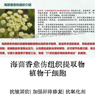 高含量油溶海茴香提取物植物干xi胞抗皱紧致抗氧化祛黄护肤原料