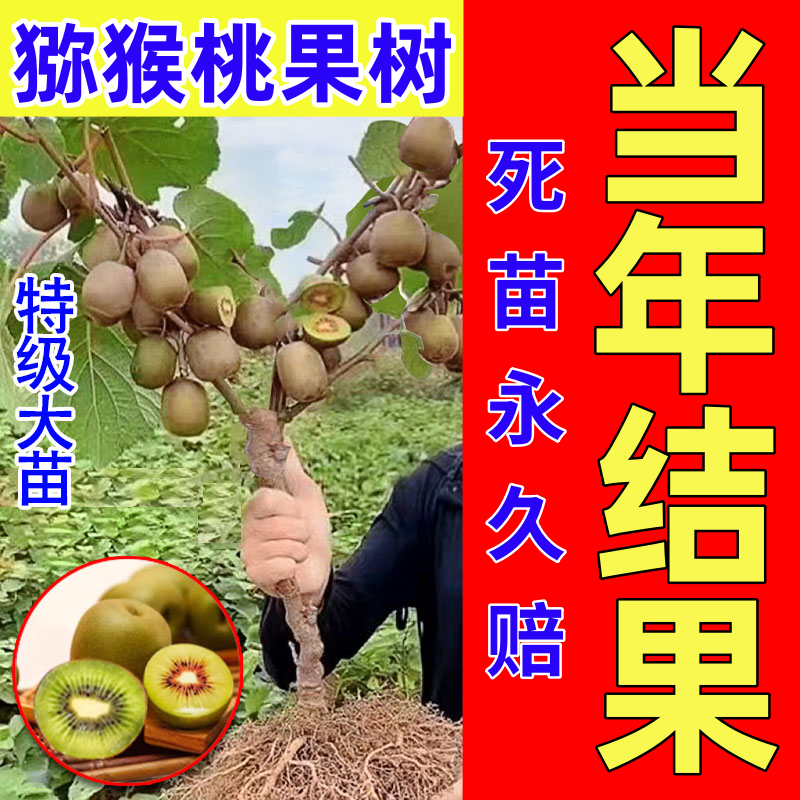 红心猕猴桃树果苗当年结果奇异果南北方种软枣猕猴桃苗徐香果树苗