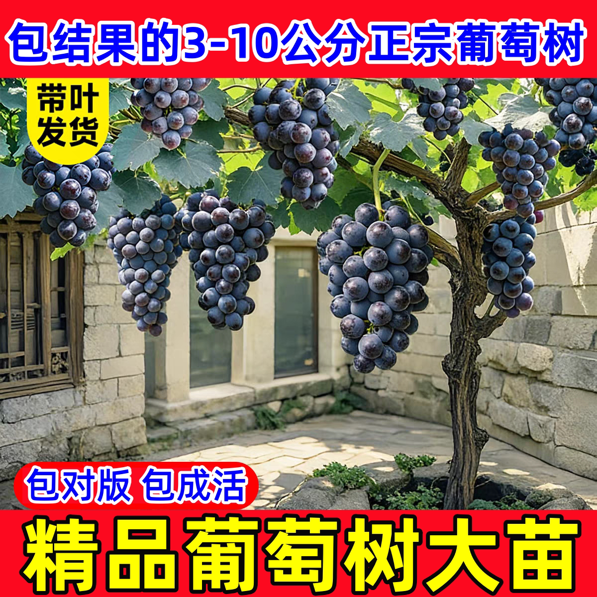 葡萄树苖阳光玫瑰蓝宝石巨峰葡萄苗萄葡大苗爬藤树苗北方南方种植