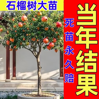 石榴树树苗突尼斯软籽石榴苗特大带土盆栽庭院果树无籽甜石榴树苗