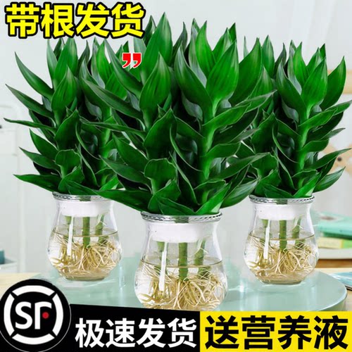 观音竹富贵竹水培植物带根花卉绿植绿萝室内盆栽转运竹带花瓶好养