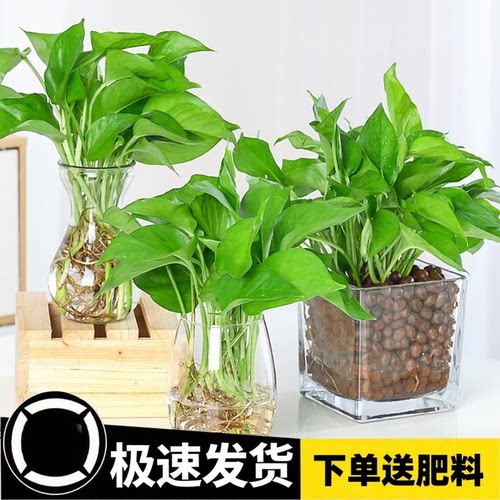 绿萝盆栽室内高颜值花净化空气植物花卉水培绿植吊兰长藤大叶绿箩