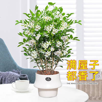 九里香盆栽四季开花树苗老桩防驱蚊草植物室内浓香型植物好养花卉