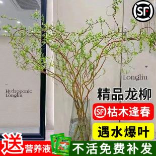 龙柳鲜枝富贵竹客厅水培植物花卉室内盆栽四季好养活水养干支雪柳