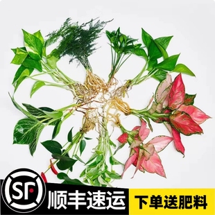 如意吉利万年红水培植物绿植室内水养绿萝花卉盆栽发财树富贵竹芋