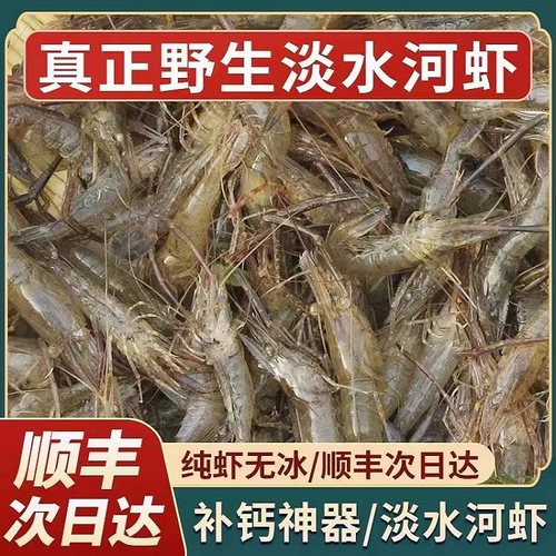 当天现捕速发鲜活速冻小河虾草虾