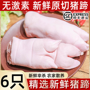 新鲜猪蹄子速冻带筋猪蹄猪脚新鲜猪手前蹄后蹄生鲜一整箱商用批发