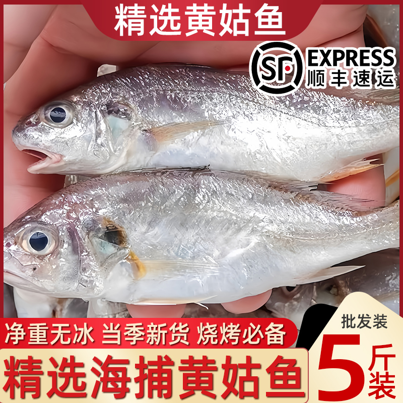 新鲜黄姑鱼鲜活冷冻黄姑鱼5斤