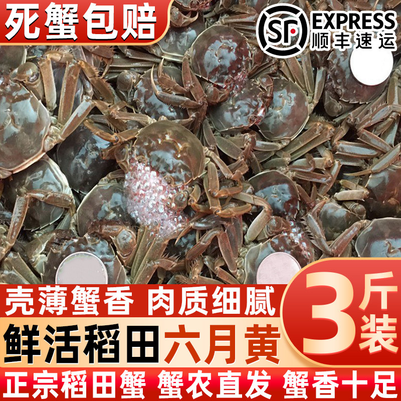 鲜活六月黄大闸蟹河蟹
