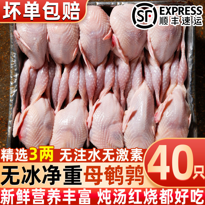 新鲜现杀去血鹌鹑肉冷冻整箱批发