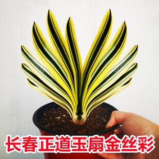 长春除甲醛精品君子兰玉扇金丝彩兰短叶鸳鸯覆轮墨彩盆栽多彩小苗