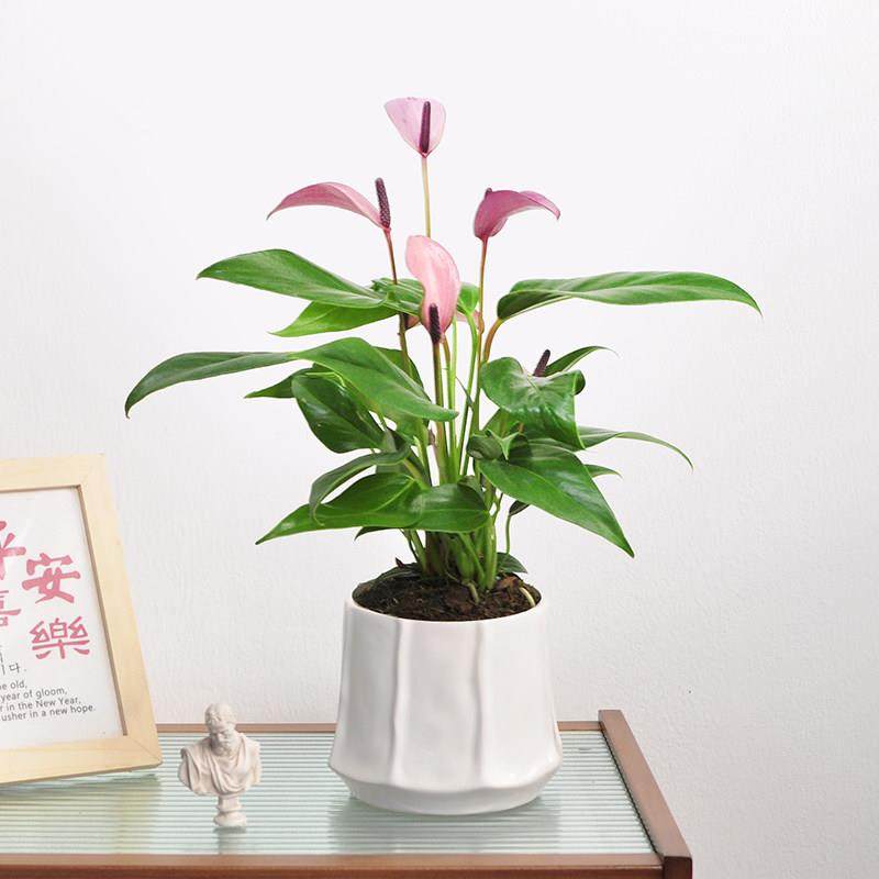 紫掌香妃进口稀有齐祖桌面盆栽办公室内好养乔迁开业送礼花卉绿植,鲜花速递/花卉仿真/绿植园艺,红掌/凤梨/温室花卉,淘宝优惠券,粉丝福利购,淘宝优惠卷