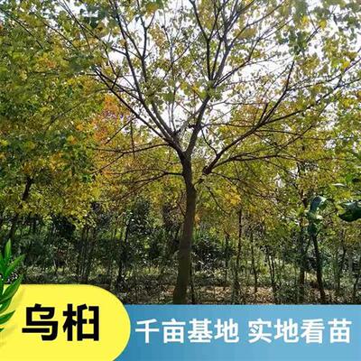 乌桕树苗彩叶树乔木彩叶苗木园林绿化工程树苗乌桕行道树苗圃现货