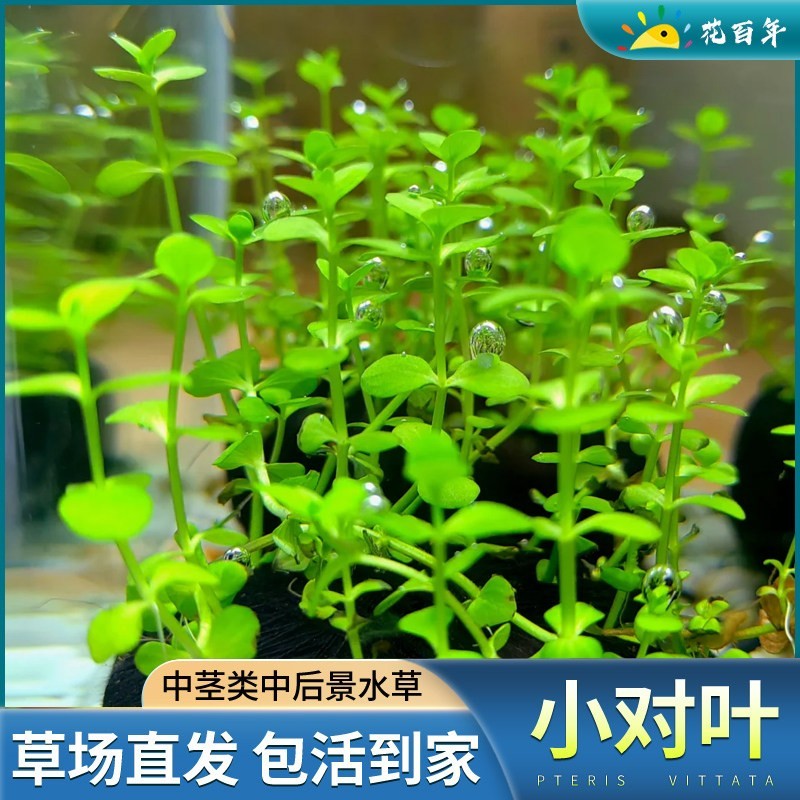 小对叶水草植物真草鱼缸水草造景鱼草缸绿植新手懒人养鱼中后景草