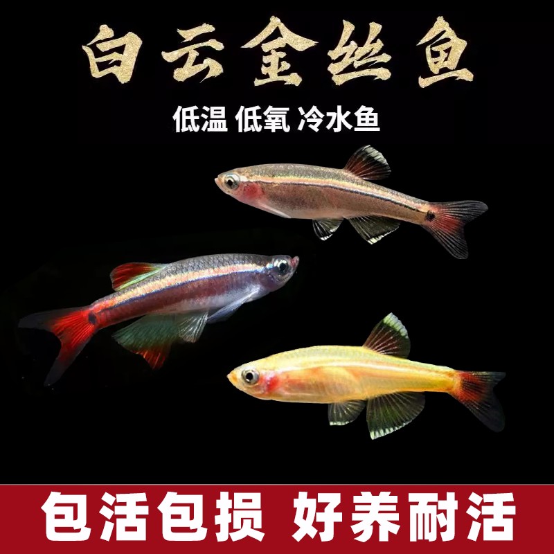 白云金丝鱼爆缸原生鱼不加温冷水鱼低温好养易活金鱼小型灯科鱼