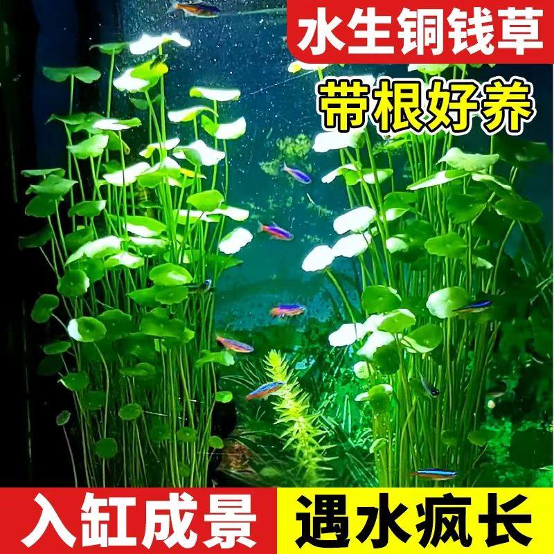 铜钱草水草水培植物鱼缸造景专用净化水质挺水养鱼草招财金钱草