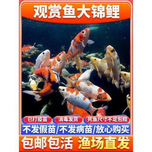 锦鲤鱼活鱼观赏鱼纯种大型红白冷水淡水好养耐活金鱼红鲤鱼小鱼苗
