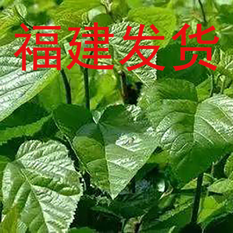 福建新鲜小蚕吃嫩蚕宝宝饲料桑树蚕宝宝