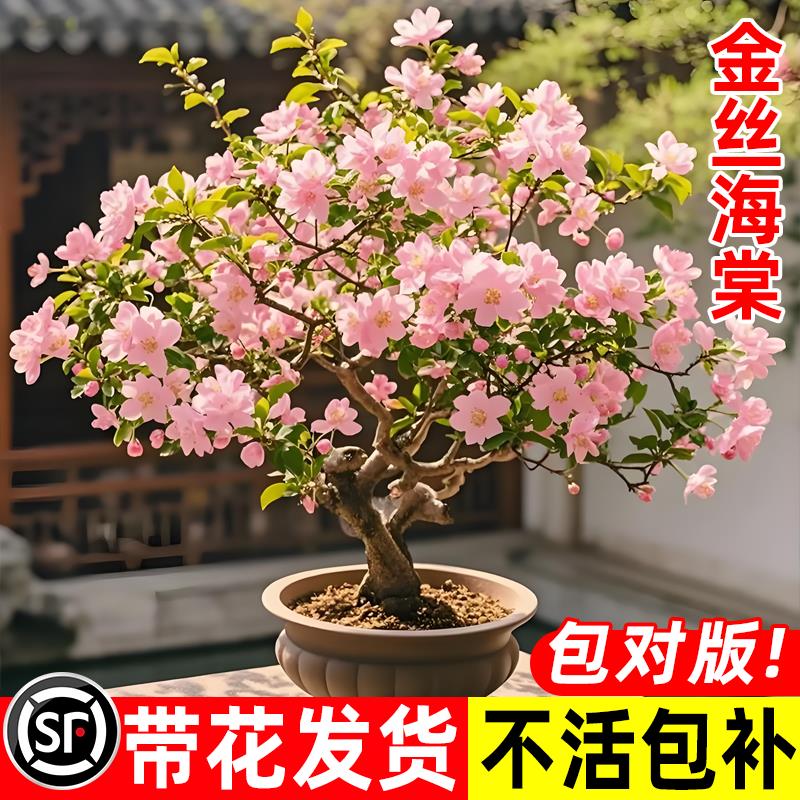 垂丝海棠花盆栽鲜花四季树苗盆景老桩花卉植物室内花绿植真花室外