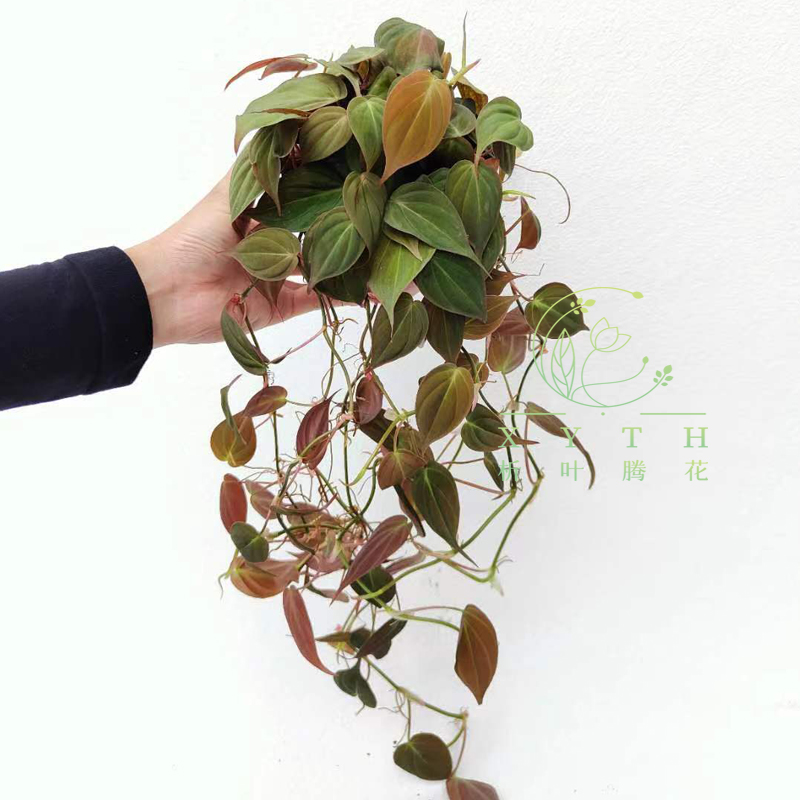 云母蔓绿绒盆栽心形叶片网红ins风室内爬藤垂吊水培热带观叶植物