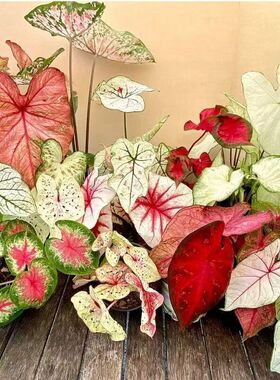 彩叶芋粉色和声粉色飞溅粉色系植物少女心五彩芋阳台观叶盆栽绿植