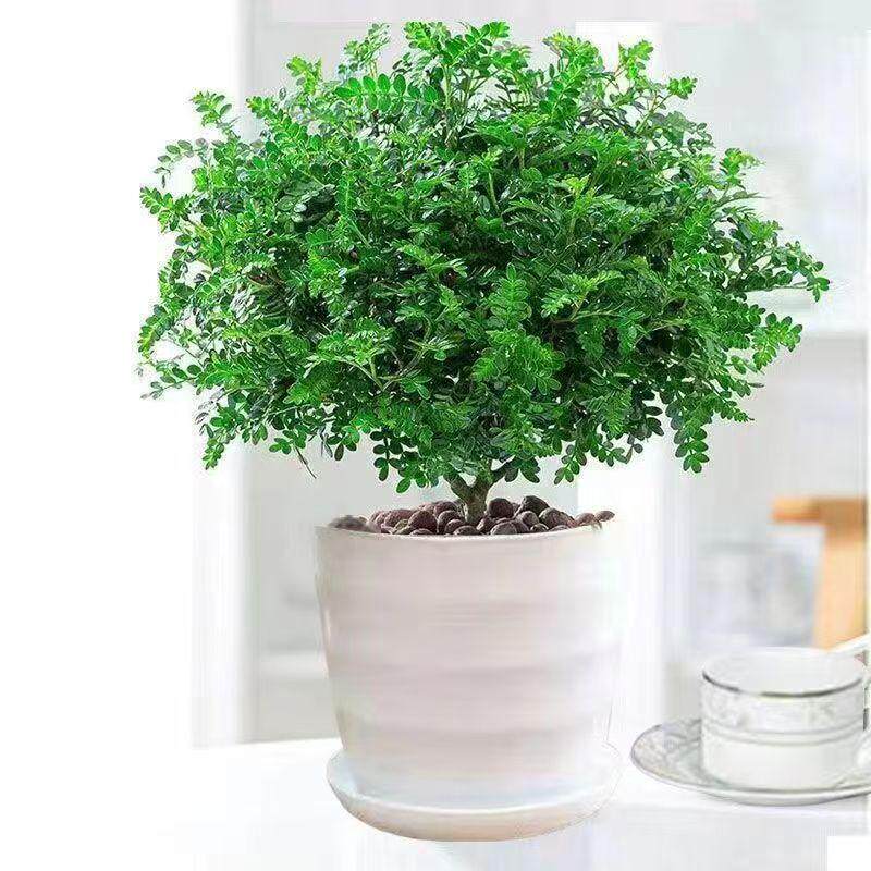 清香木盆栽正宗胡椒木花卉驱蚊草防虫绿植四季好养净化空气吸甲醛
