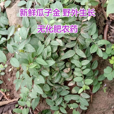 四川瓜子金中草药新鲜