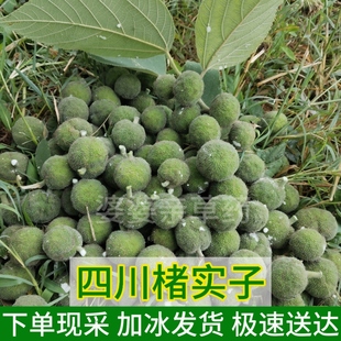 四川正宗楮实子构树果实深山构树叶新鲜中药材构树皮现采构树汁