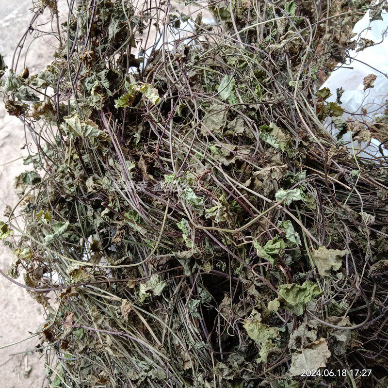深山新鲜大透骨消中药材接骨消草药连钱草金钱薄荷连线草干货自晒