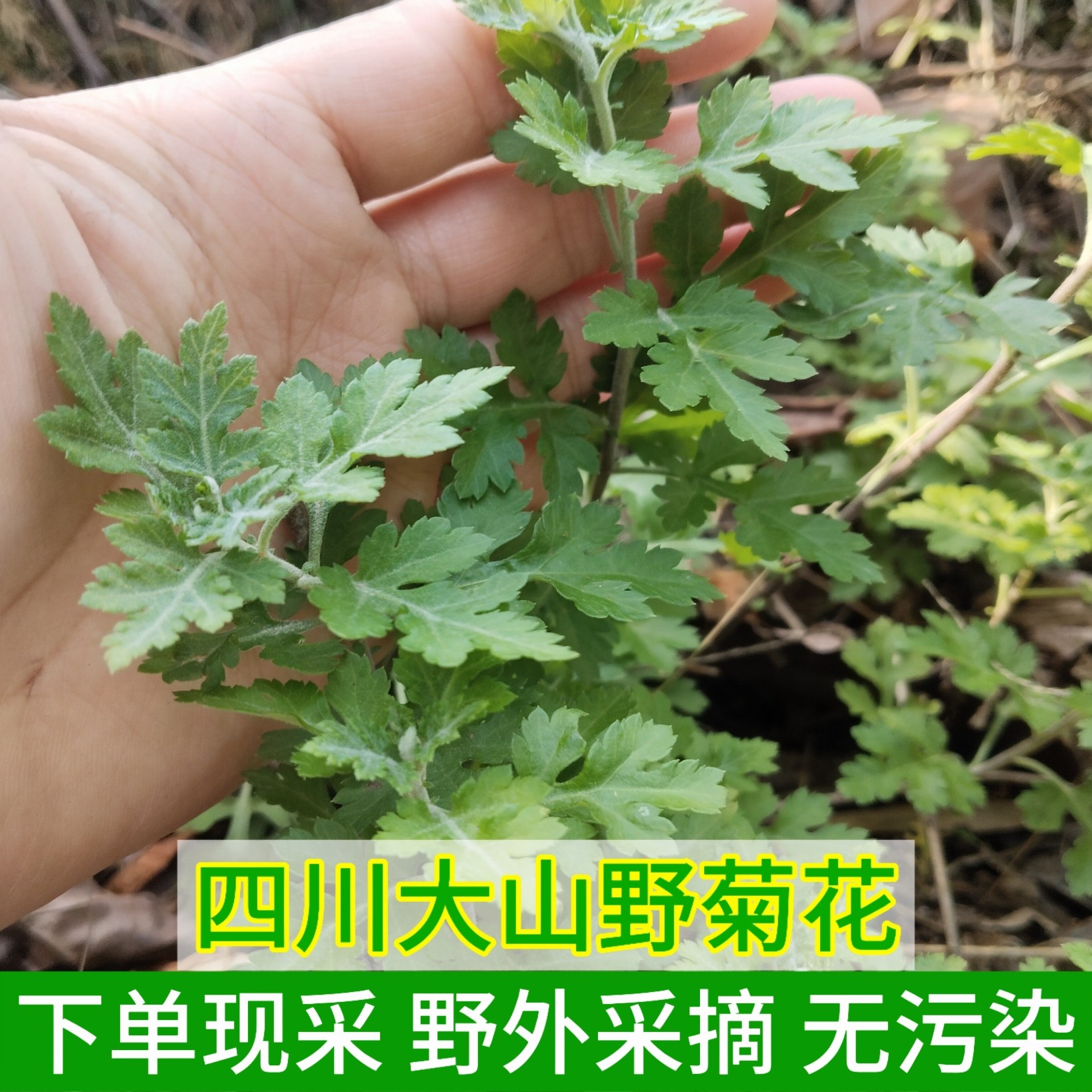 四川正宗野菊花藤天然中药材新鲜野菊花茶小孩泡澡小胎菊泡茶