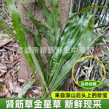 深山大叶石苇 肾筋草金星草七星剑化石草江南星蕨新鲜现采