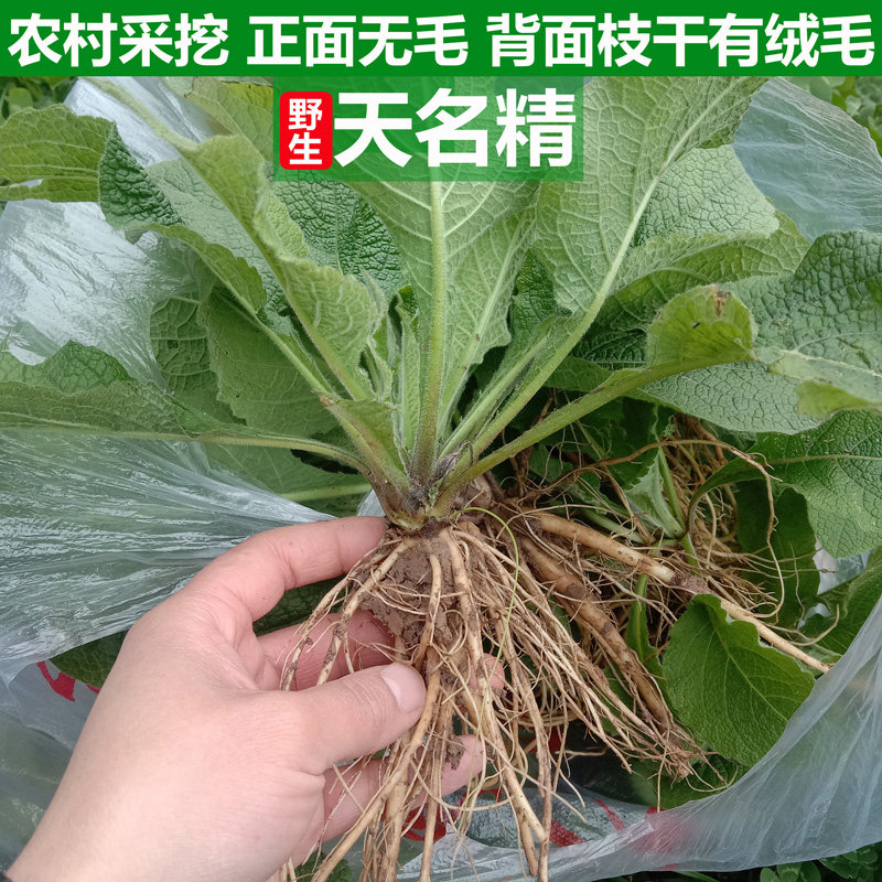 深山新鲜天名精中草药材野烟山烟野叶子天明精草地菘草挖耳草牙疼