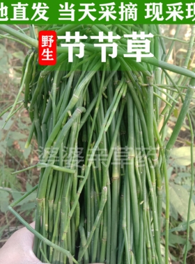 深山现采新鲜节节草中草药土木贼草笔杆草笔筒草无心草的功效