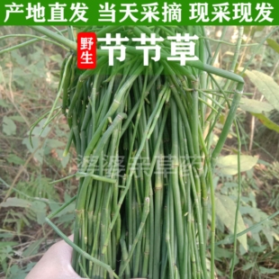 深山现采新鲜节节草中草药土木贼草笔杆草笔筒草无心草的功效