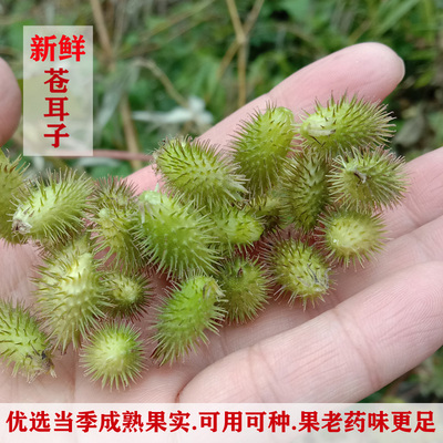 农家现摘新鲜苍耳中药材