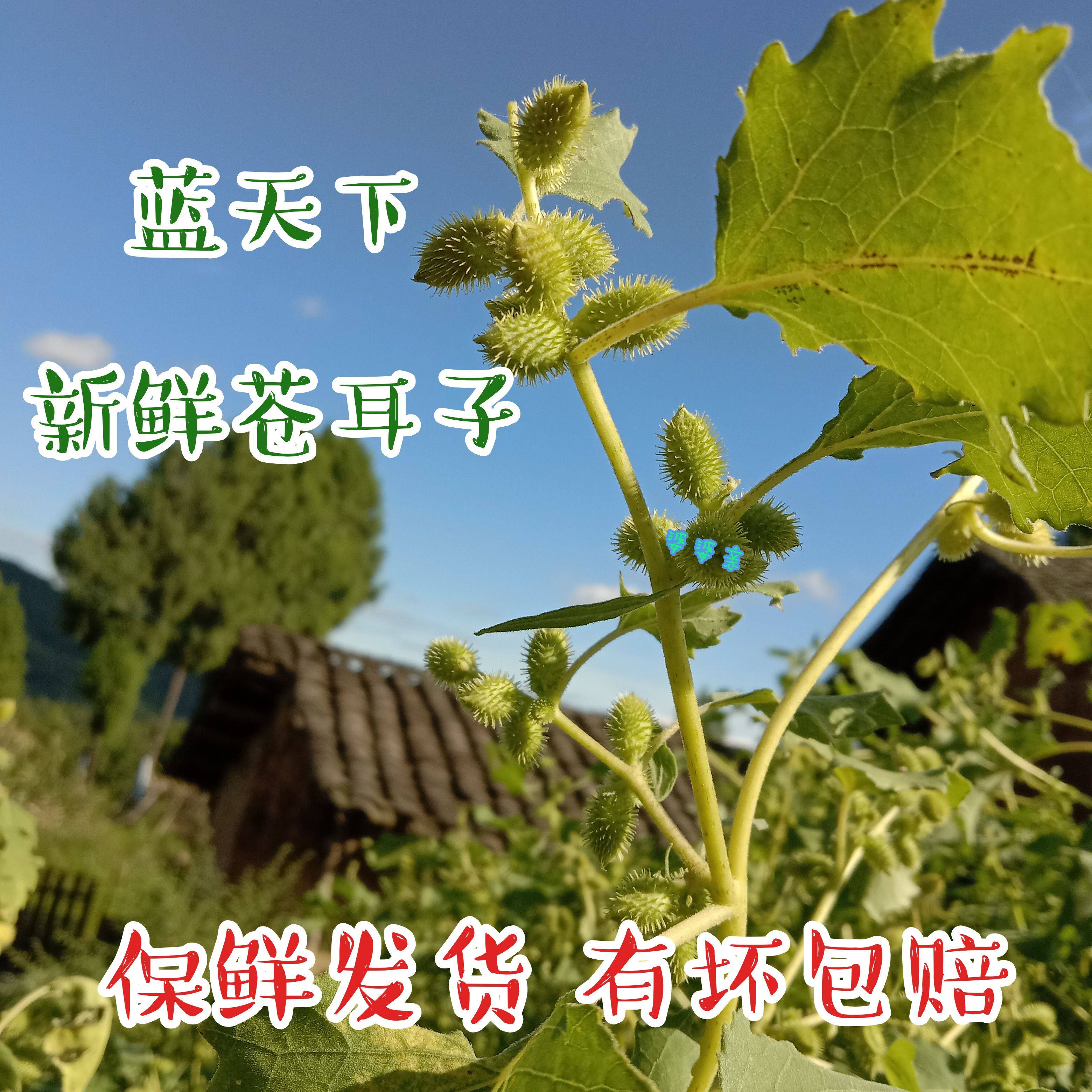 新鲜苍耳子中药材现采带刺痴头芒枝叶卷耳苍苍仓茸植物中草药