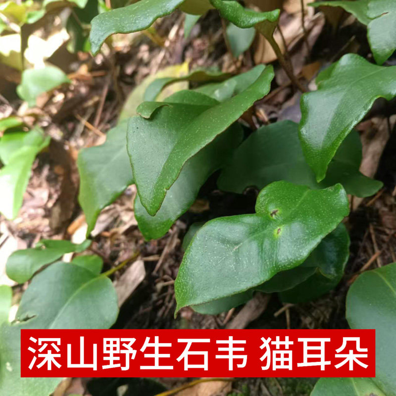 深山野生石伟猫耳朵中药材500克