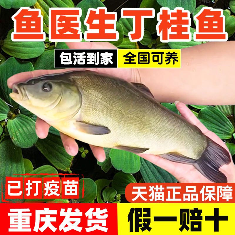 丁桂鱼苗淡水养殖食用观赏鱼冷水鱼好养耐活欧洲丁鱥鱼小鱼苗